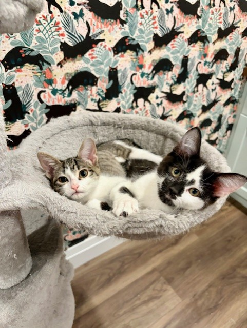 Rhubarb & Marigold - Perfect Pair of Playful, Smart, Cuddly and Laid Back