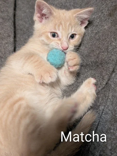 matcha1.jpg