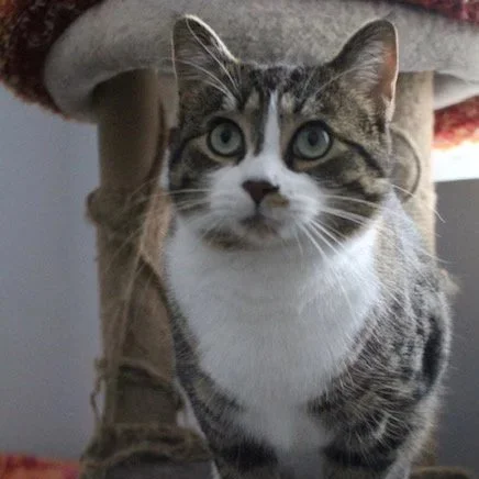 Sasha - Petite But Huge Catnip Lover