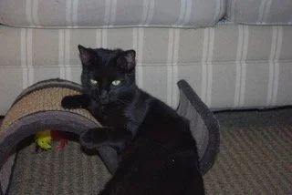 Quiver - Shy/Sweet Kitty Looking for a Cat Whisperer