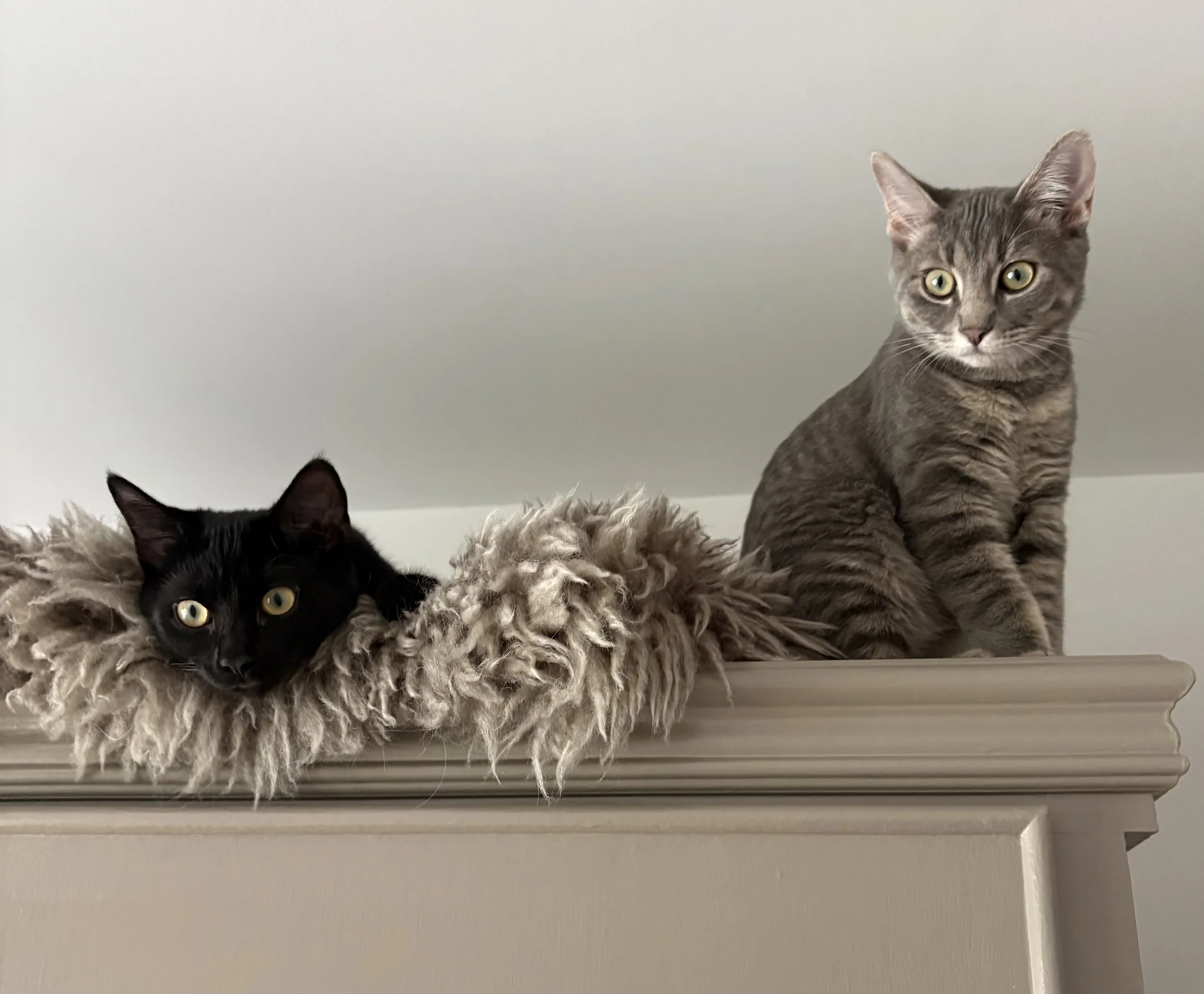 Kobe & Nori - Raised with Cats/Kids/Dogs & is Playful, Confident and Entertaining