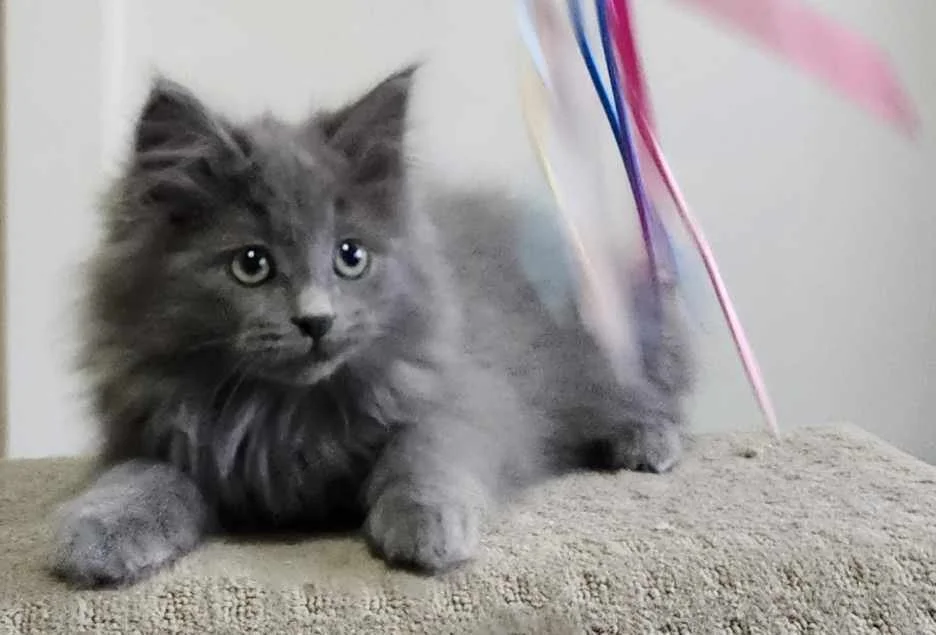 Hansel - Shy but Affectionate, Playful, and Great with Other Cats