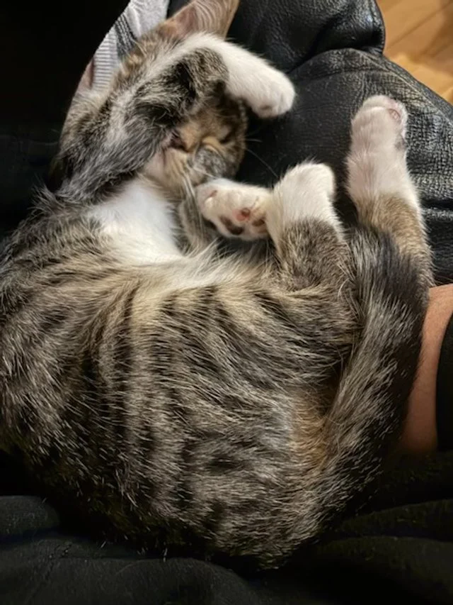 Lily - Tiny with a Giant Purr