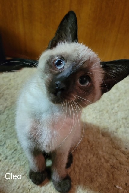 Cleo