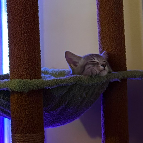 mew1.png