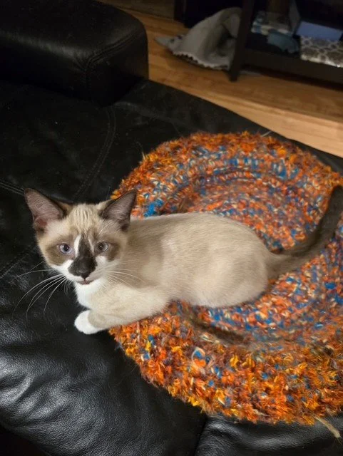 Ashes - Adventurous, Playful and Affectionate