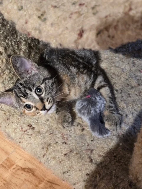 mochi2.jpg