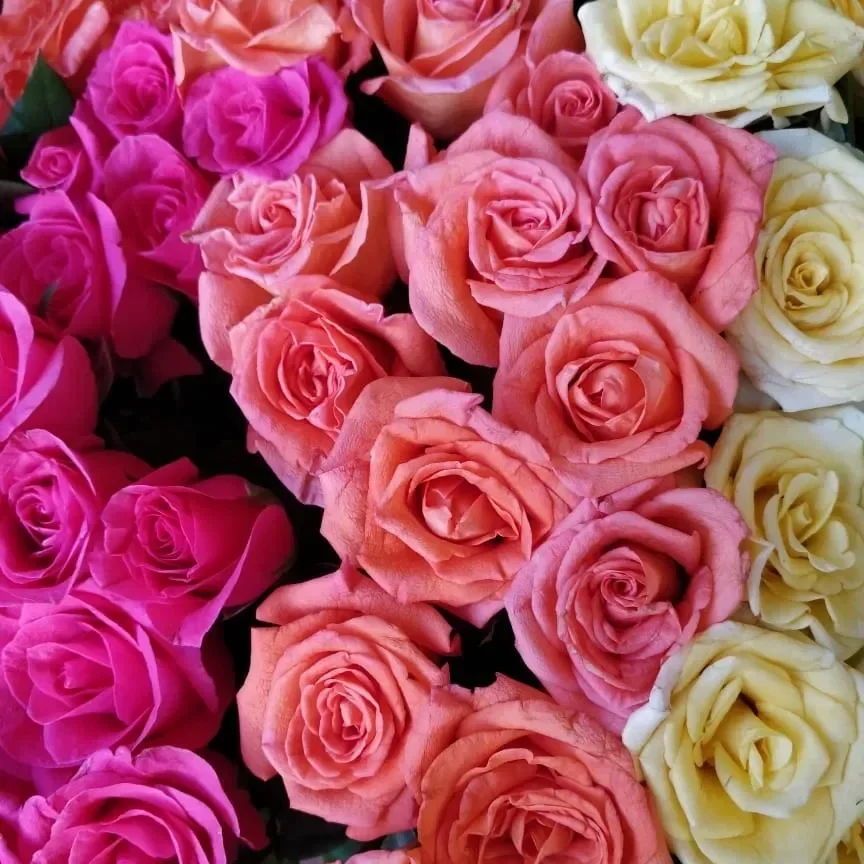 assorted-rose.webp