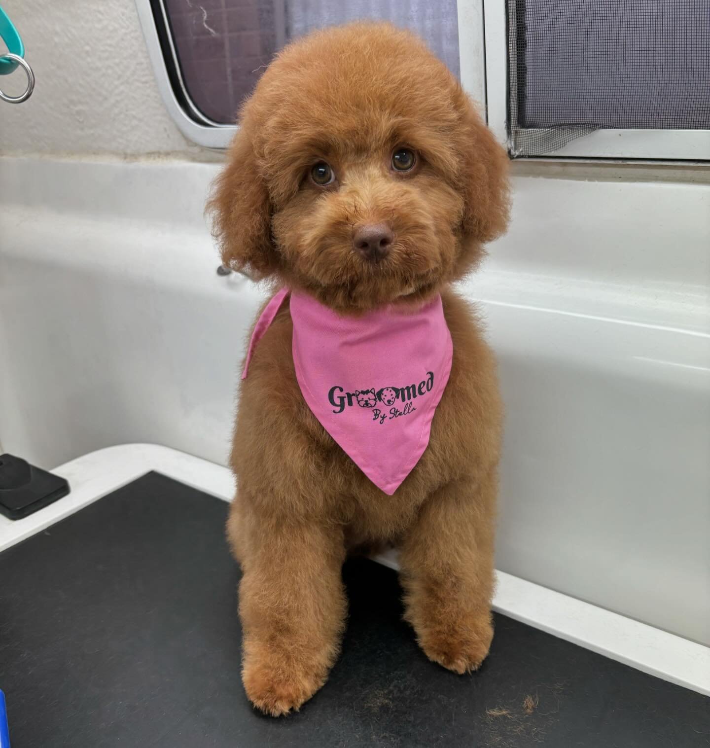 Sage - Cavoodle ❤️

Groomed by Stella ✂️🐾

Sage came in for a bath and tidy today - her first visit to the groomers and she was amazing! Her mum has been getting her ready for her first visit at home by getting her used to brushing, the sound of the