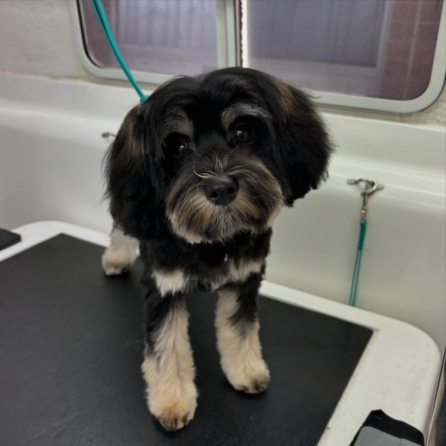 Archie - Maltese x toy poodle ✂️🐾

Groomed by Stella ❤️

#greatdanesofinstagram #greatdanes #dogsofinstagram #doggrooming #doggroomer #doggroomersofinstagram #melbournedoggrooming #melbournedoggrooming #doggroomerlife #doggroominglife #melbournedogg