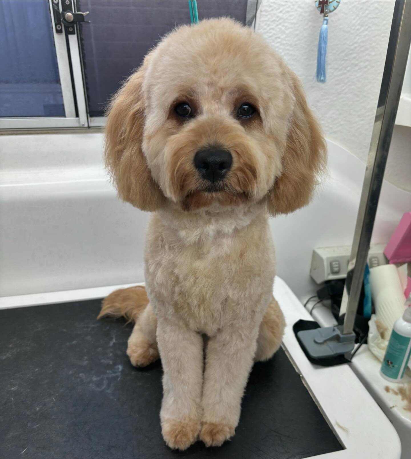 Neo - Cavoodle ❤️

Groomed by Stella 🐩🐾✂️

#greatdanesofinstagram #greatdanes #dogsofinstagram #doggrooming #doggroomer #doggroomersofinstagram #melbournedoggrooming #melbournedoggrooming #doggroomerlife #doggroominglife #melbournedoggroomers #aust