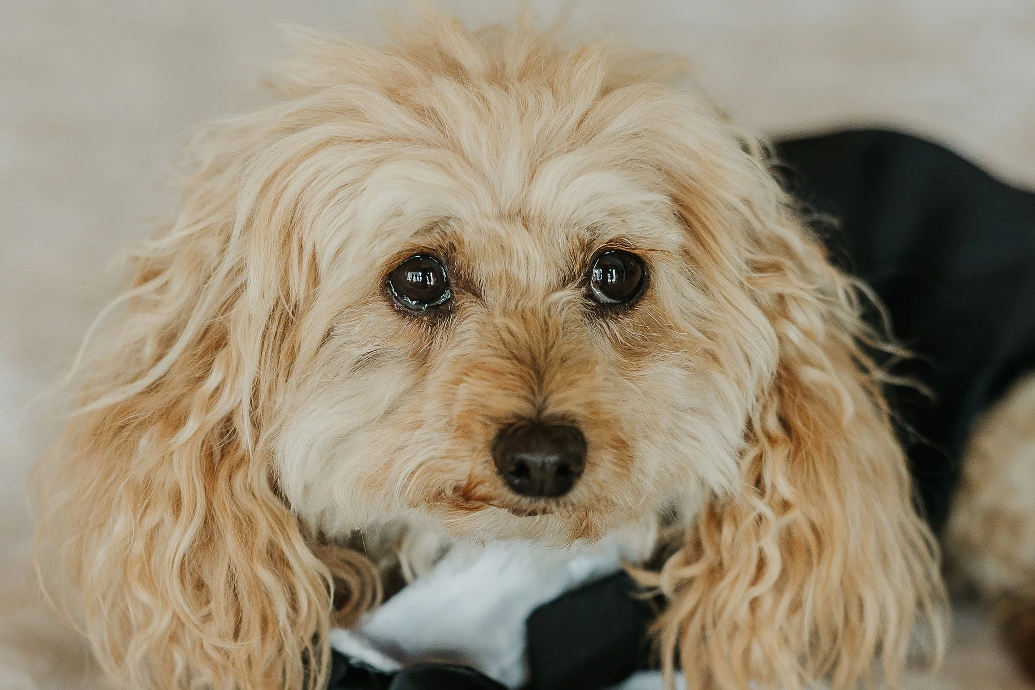 Doubtless Bay Wedding