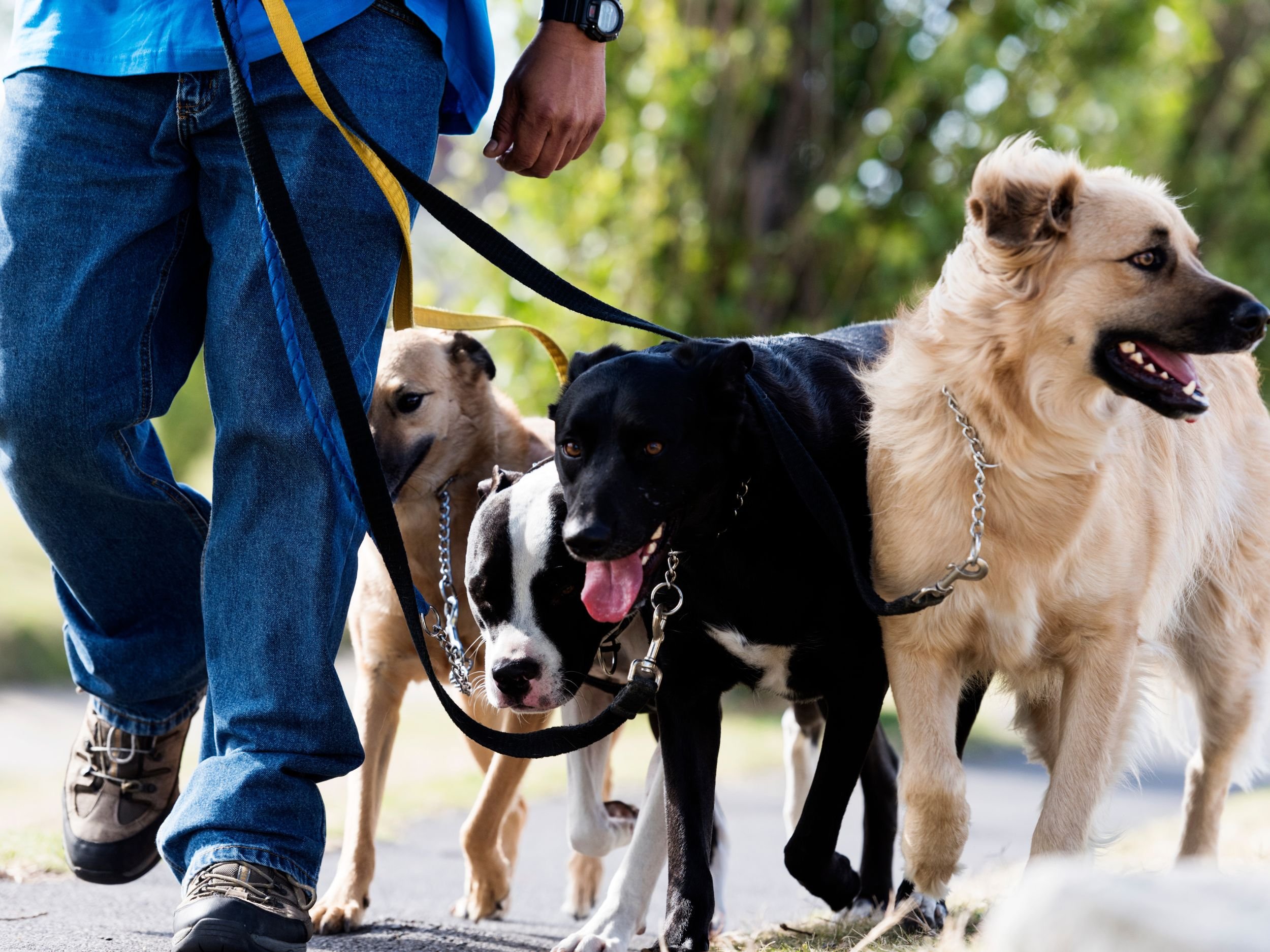 Best Quality to Look in a Dog Walker