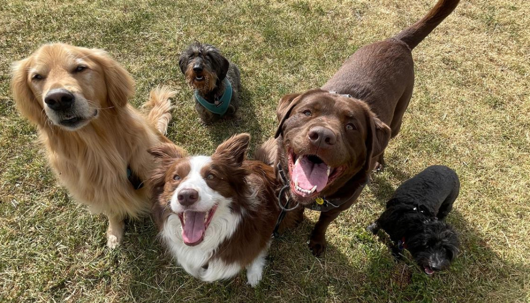 dog walkers yaraville