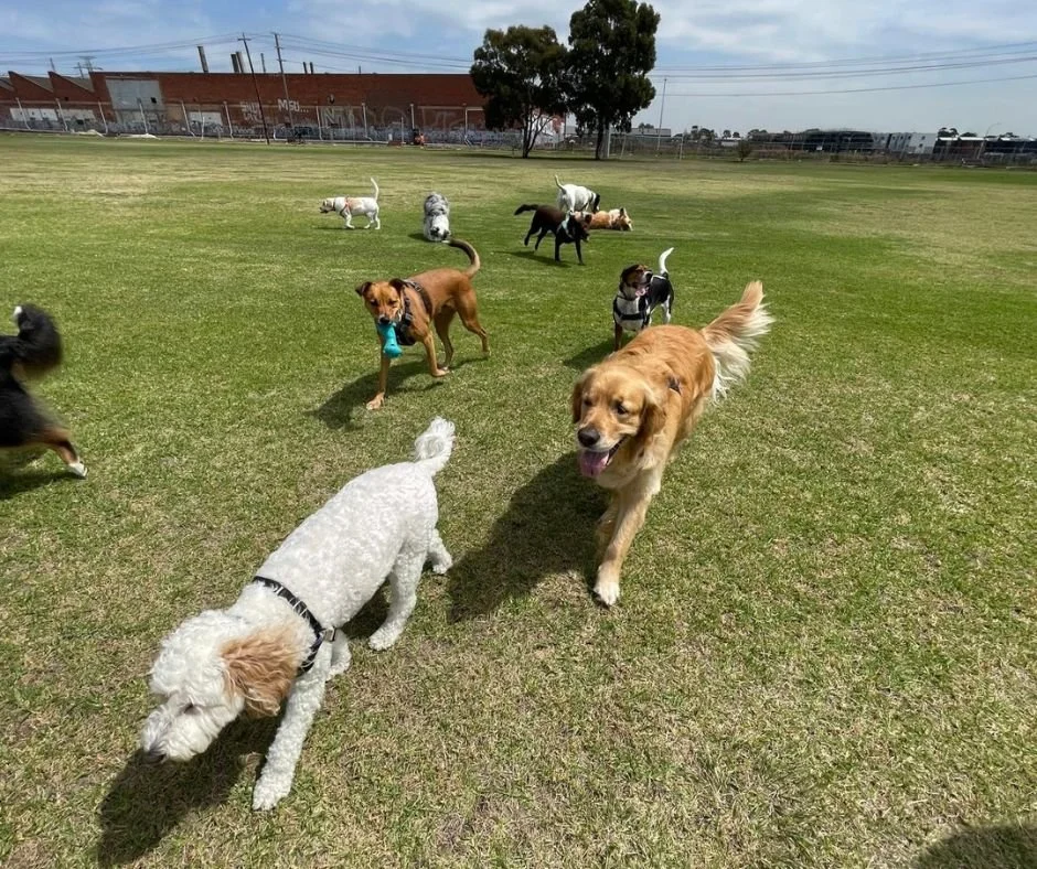 Professional dog walkers in Braybrook keeping dogs happy and active