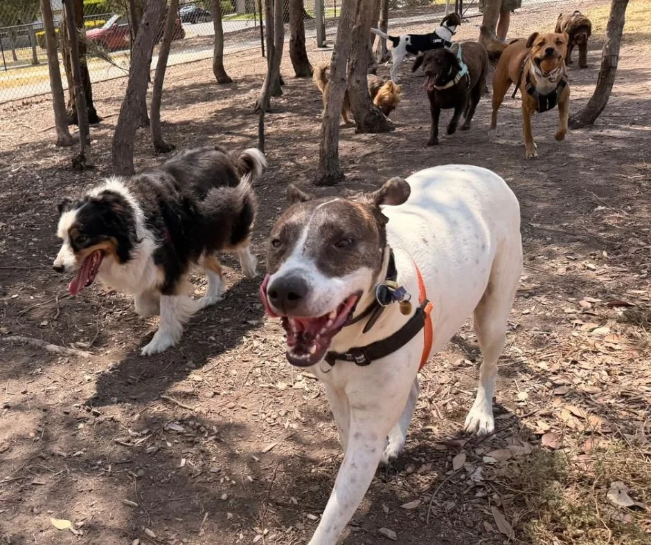 Experienced and reliable dog walkers in Foostcray keeping dogs happy and active