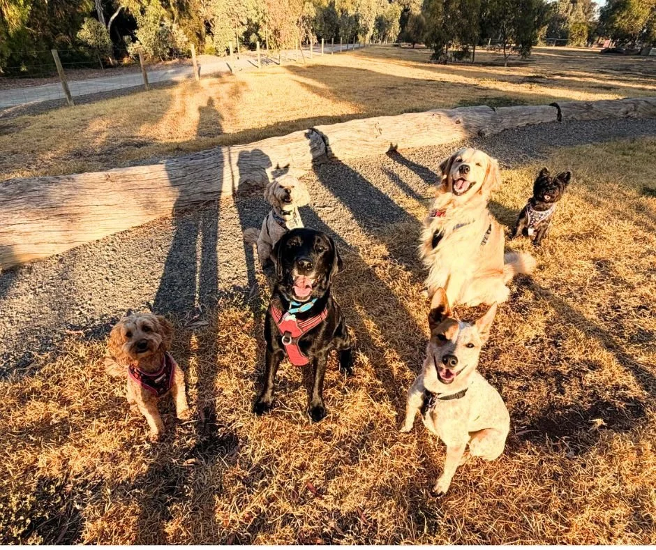 Experienced and reliable dog walkers in Kingsville  keeping dogs happy and active