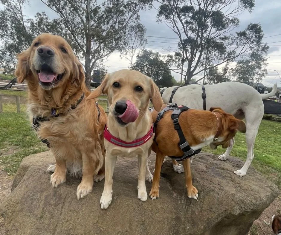 Experienced and reliable dog walkers in Maidstone keeping dogs happy and active