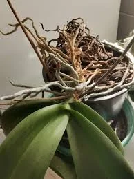 orchid needs repotting.jpg