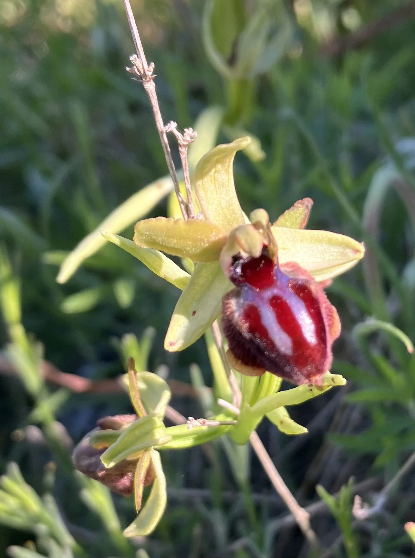 Orchid from Italy.jpeg