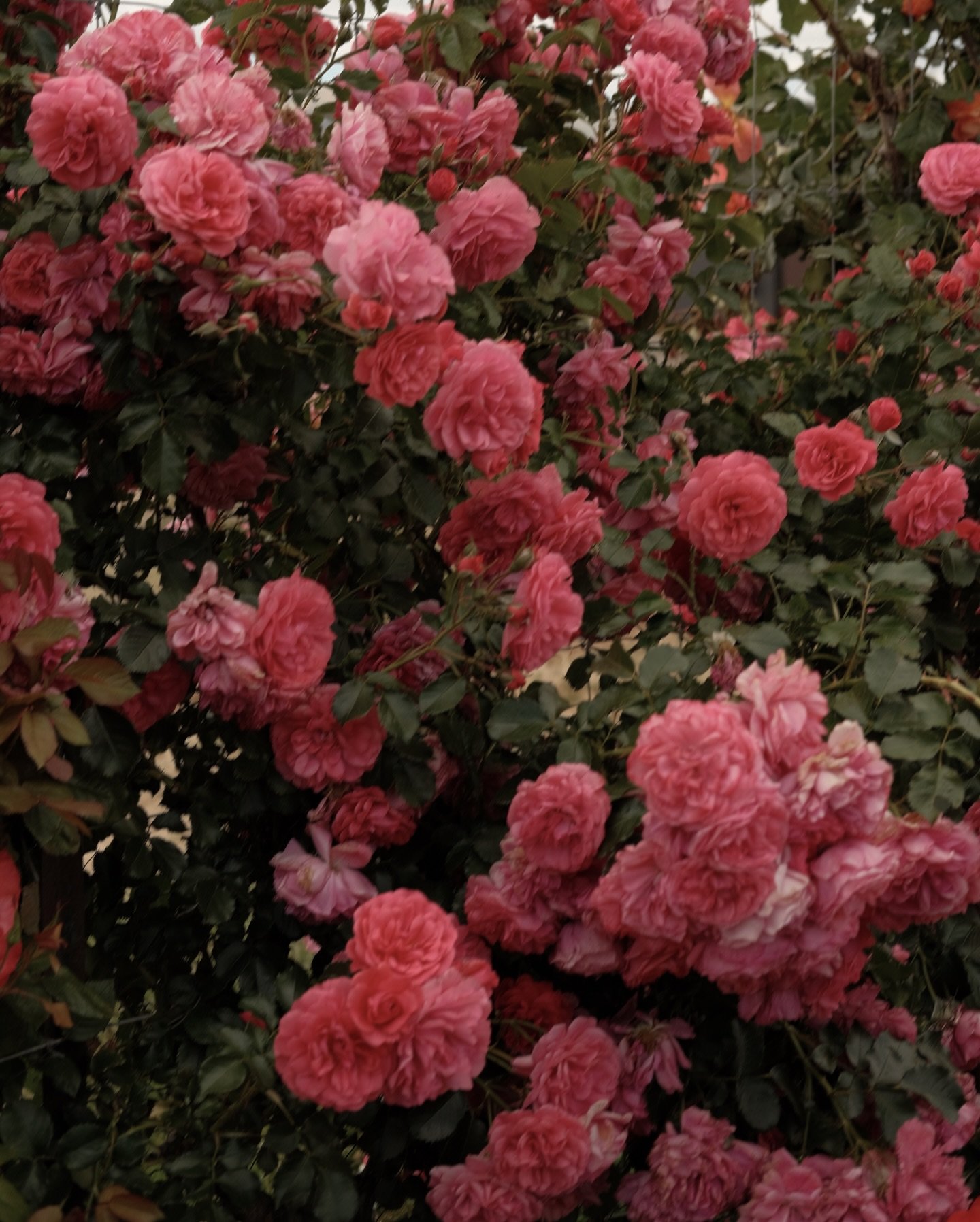 a flush of roses in motion.
