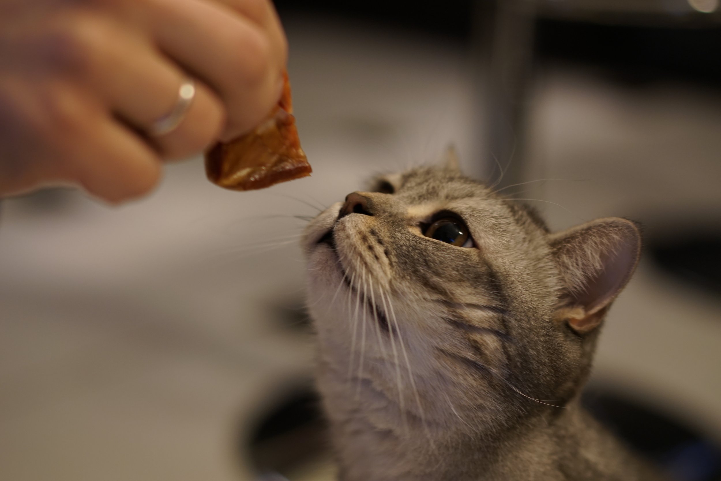 feeding grey cat.jpg
