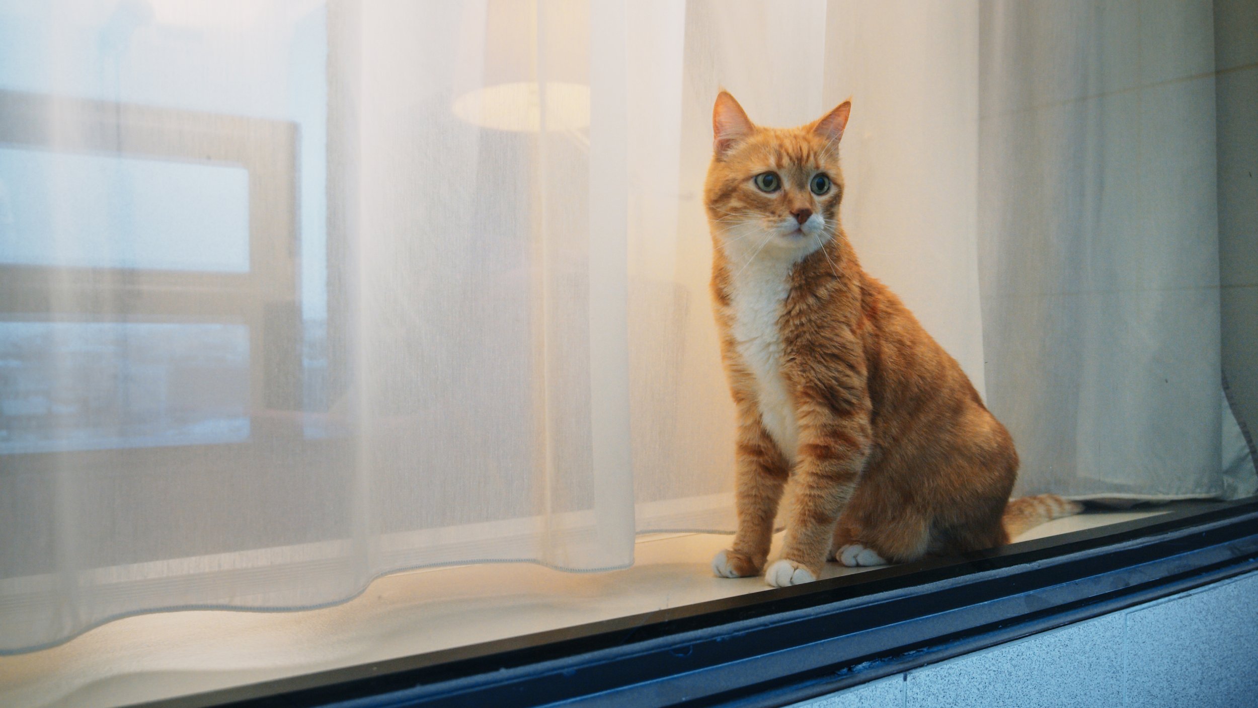 Tabby in windowsill .jpg
