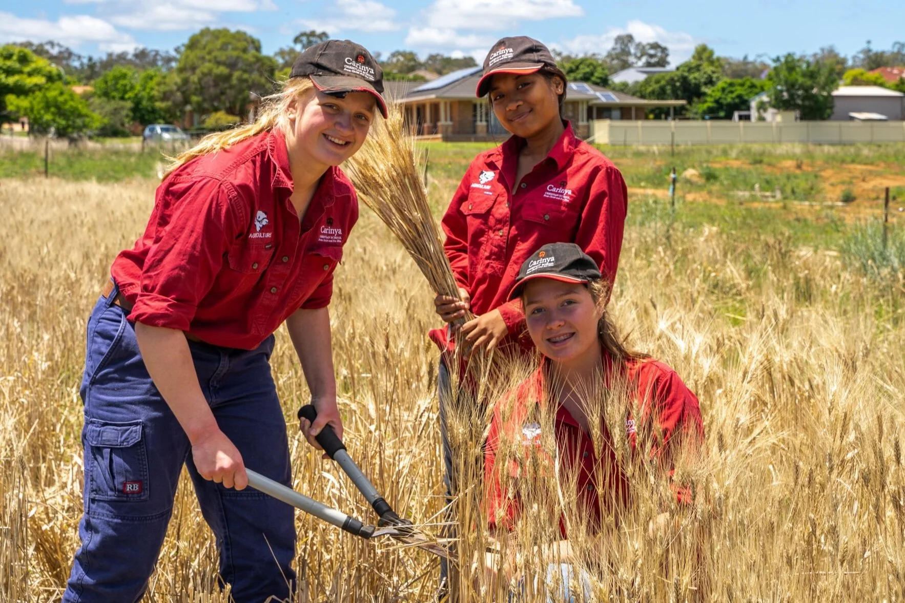 Three young girls in red shirts and black caps harvesting wheat in a field.
