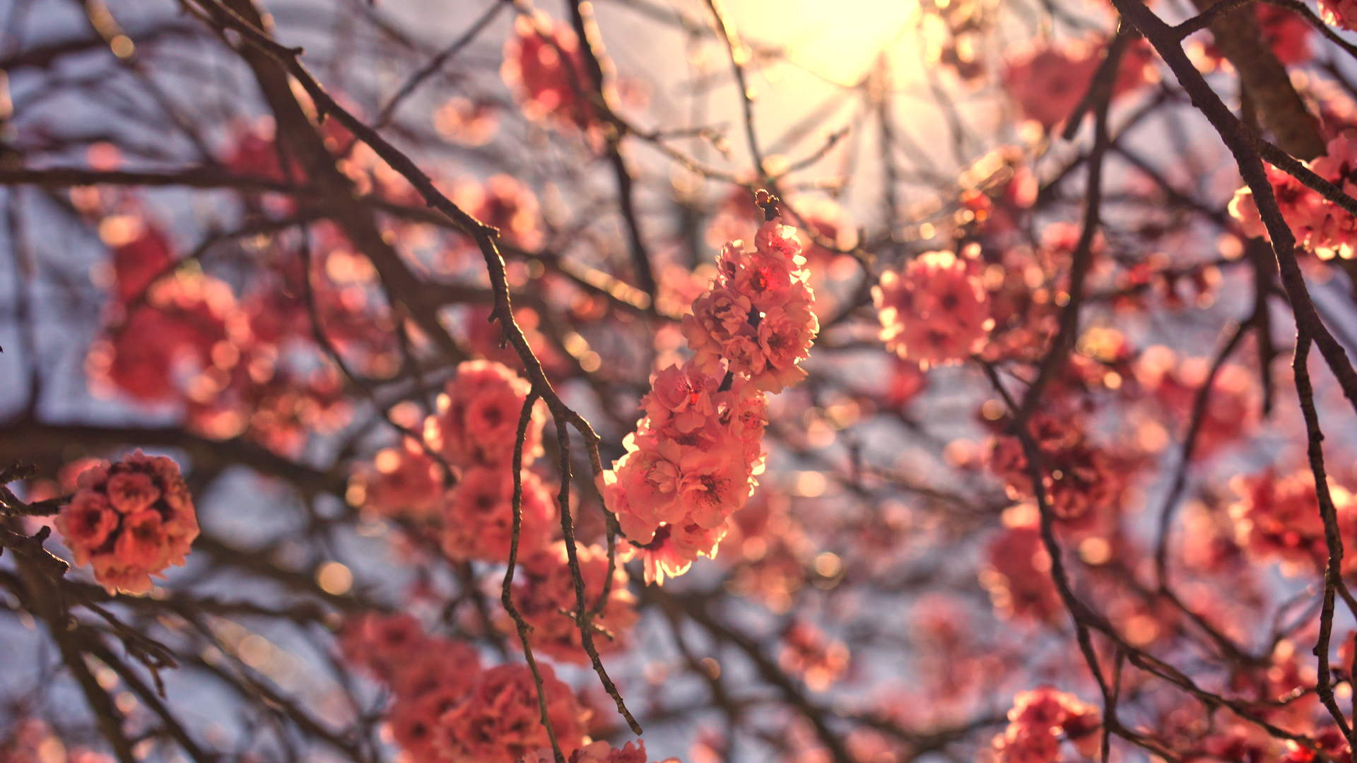 Tamworth Video Loop Place holder_1.1.1.png