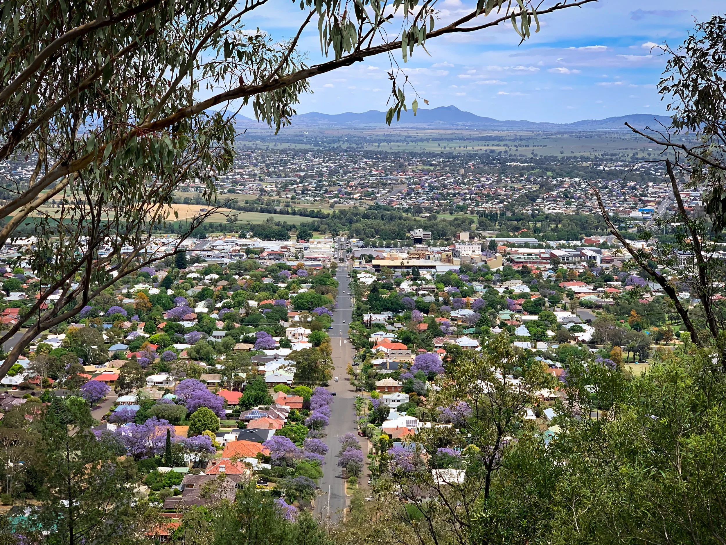 A panoramic view of a city with purple flowering trees lining the streets, seen from a hillside with overhanging branches, mountains in the distance, and a clear blue sky with a few scattered clouds.