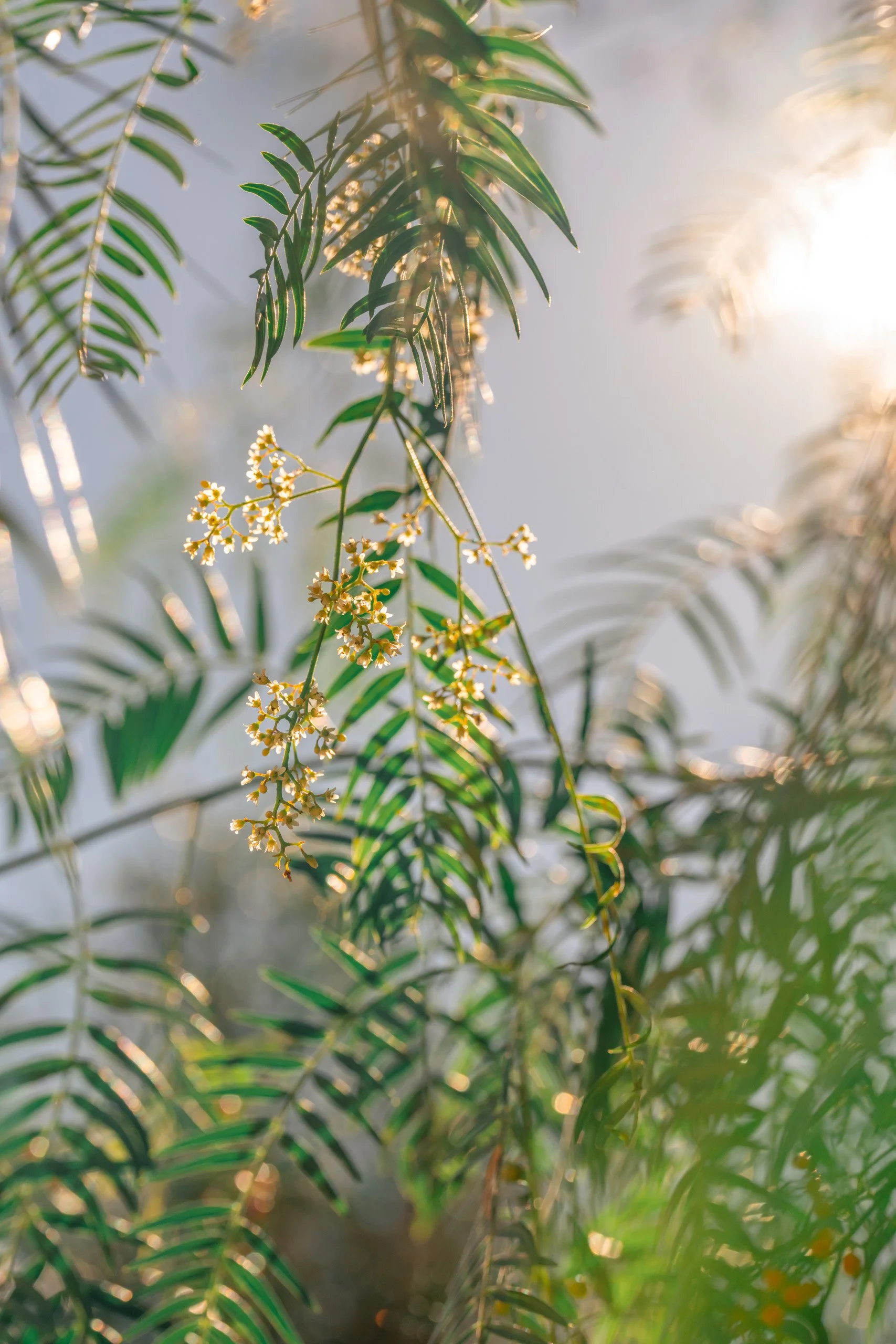 Close-up of green fern-like leaves with small white flowers hanging in the sunlight.