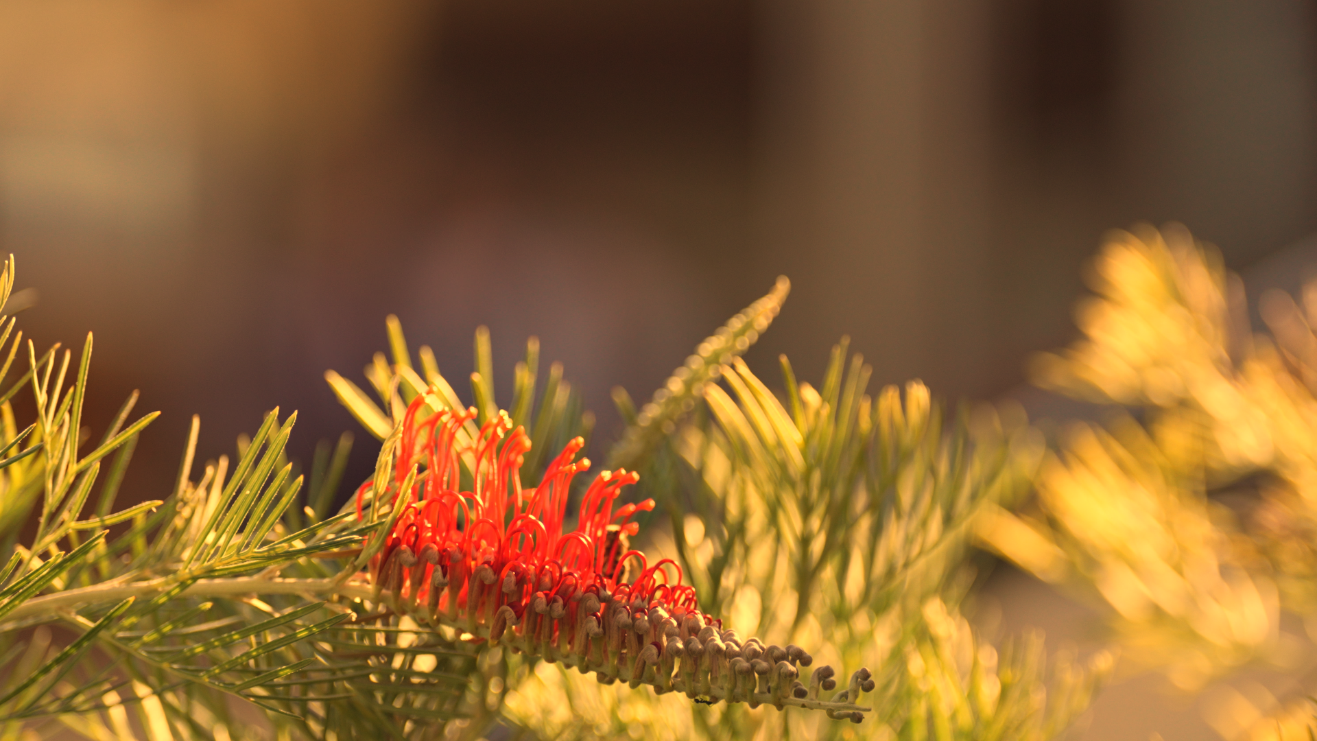 Gunnedah Video Loop Place holder_1.1.1.png