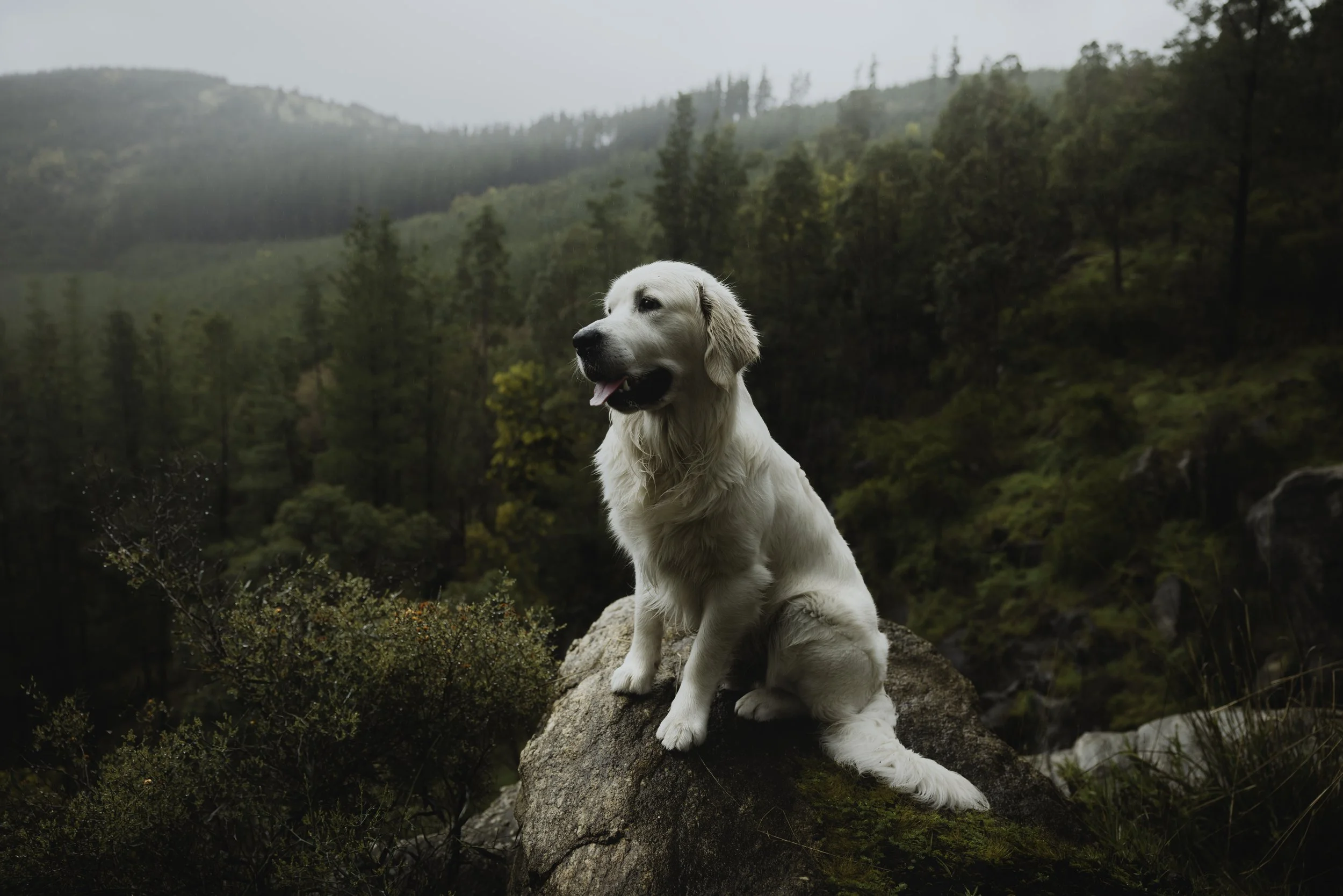 0X7A9141-Edit.jpg