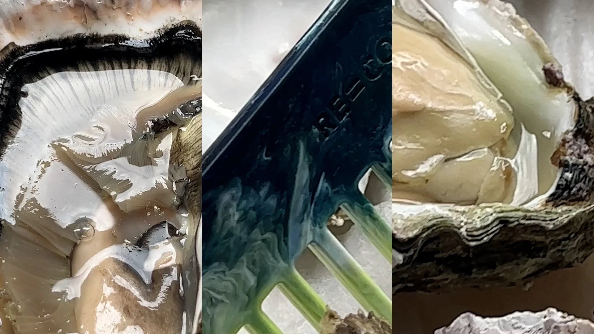 RECOMB OYSTER_NO LOGO.jpg