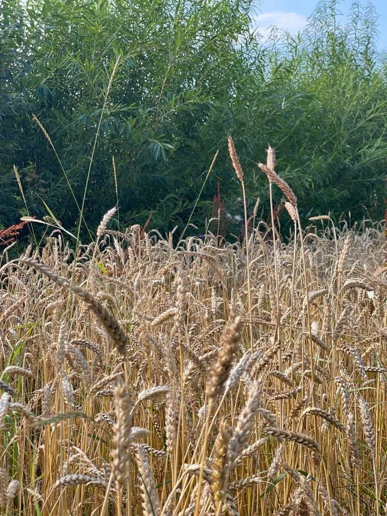 WhatsApp Image 2022-05-30 at 9.38.42 AM (10).jpeg