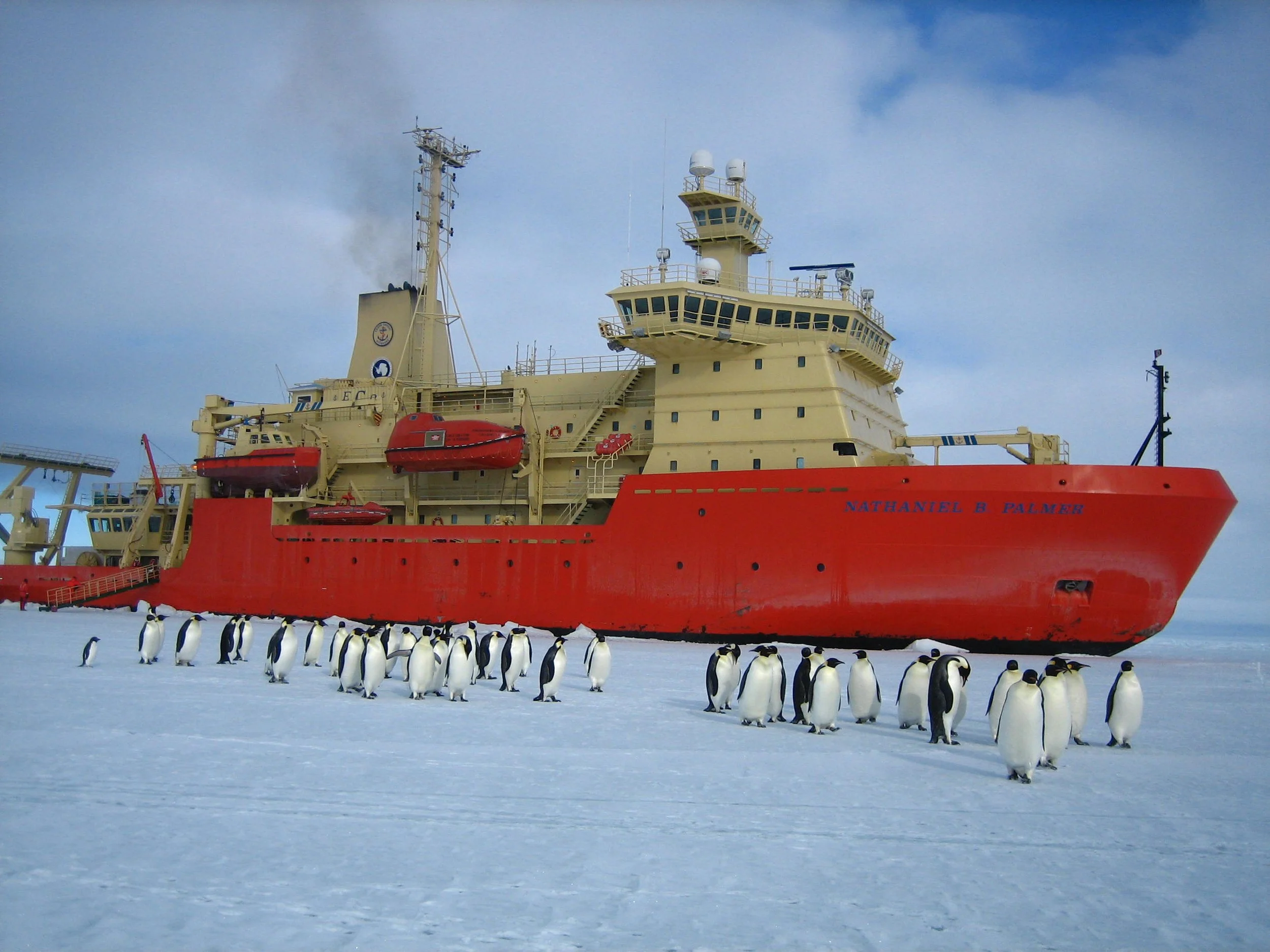 Penguins near Palmer.jpg