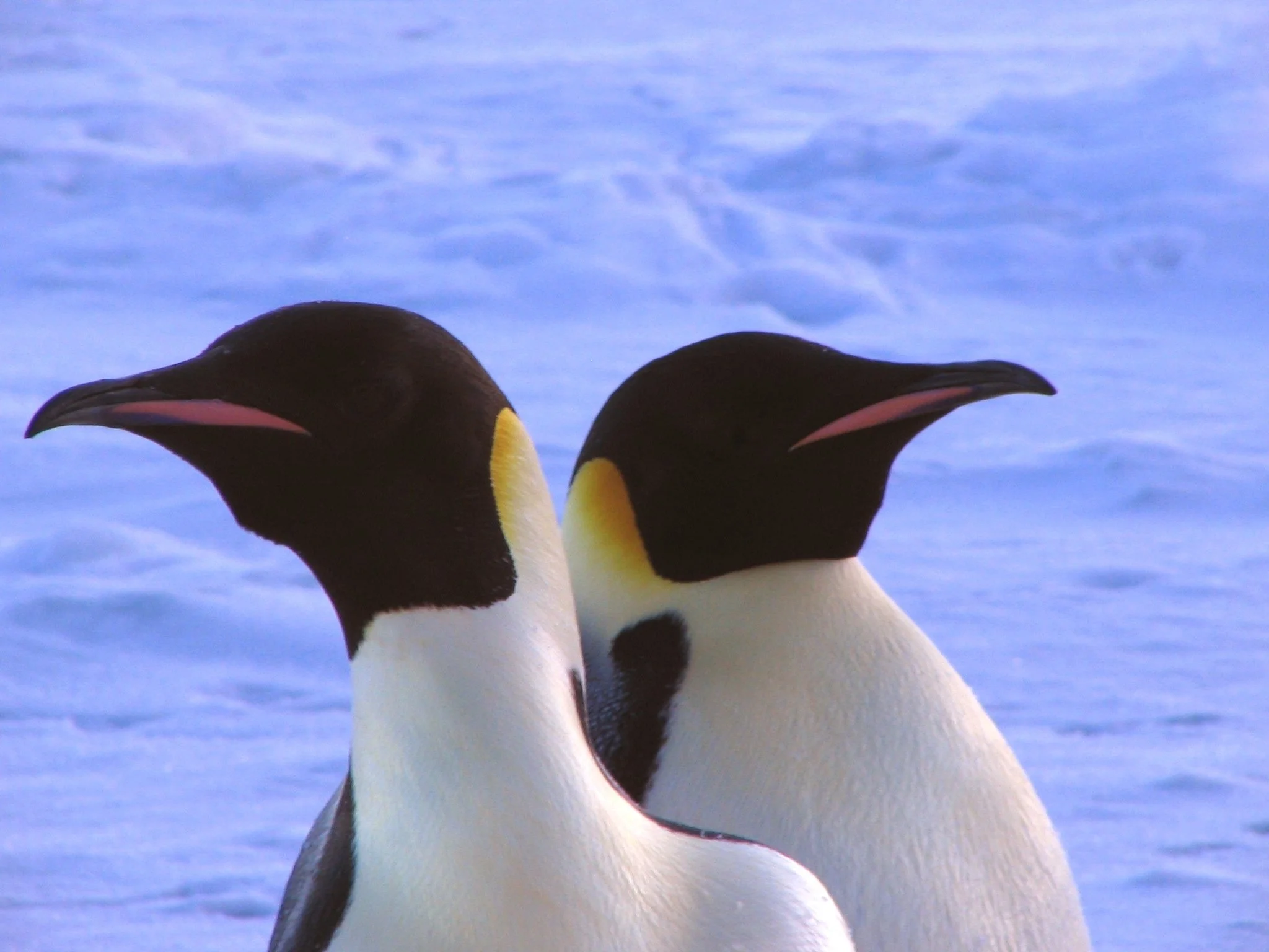 Penguins face to face.jpg