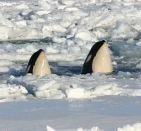 Orcas in water.jpg