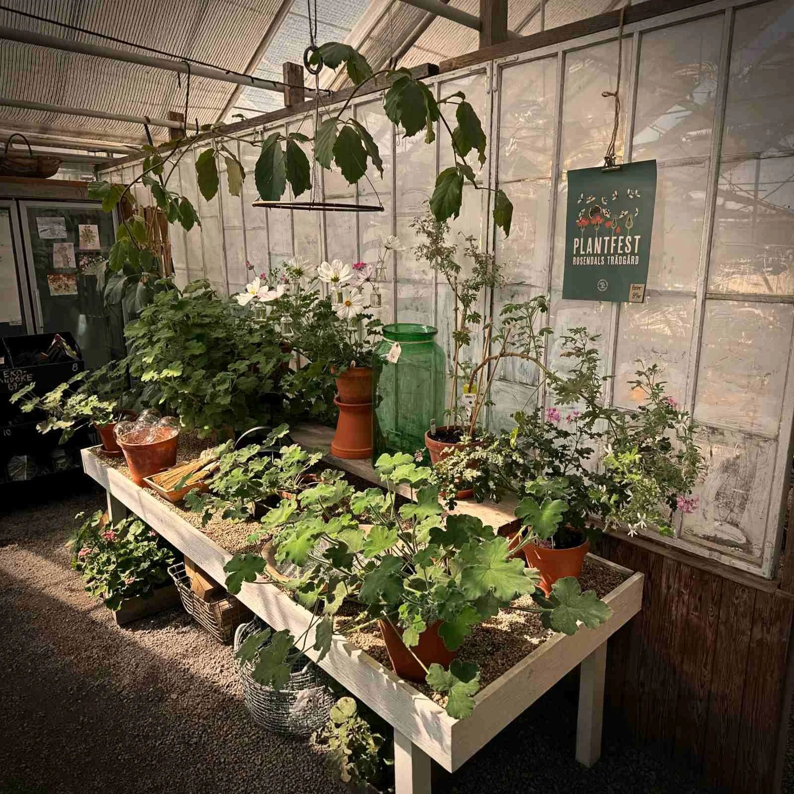 Innenansicht eines Gewächshauses mit verschiedenen Topfpflanzen auf einem langen Holztisch. An der verglasten Wand hängt ein grünes Plakat mit der Aufschrift „PLANTFEST ROSENDALS TRÄDGÅRD“.