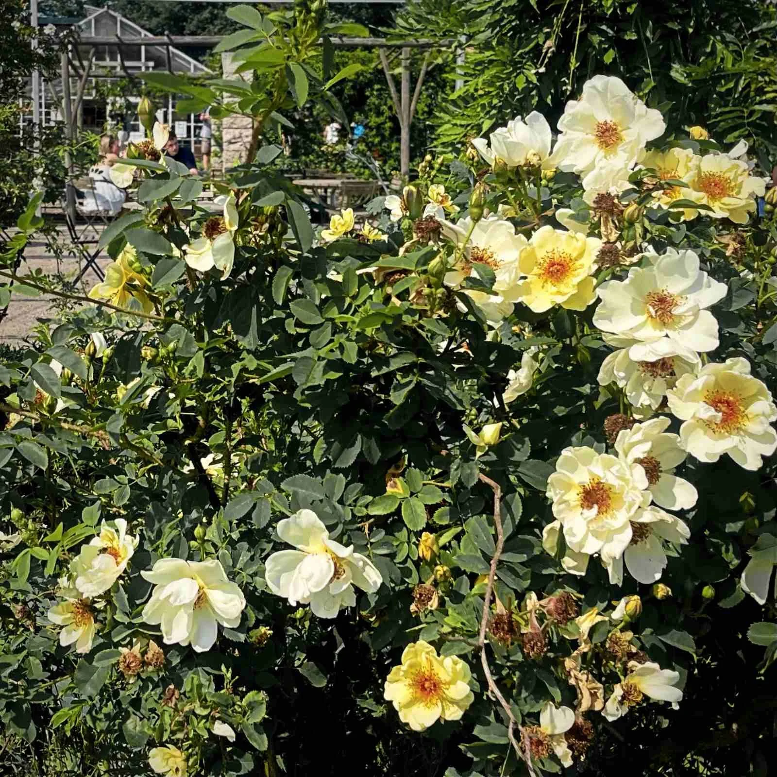 Ein großer Rosenstrauch mit hellgelben und weißen Blüten im Vordergrund. Im unscharfen Hintergrund sind Tische, Stühle, Personen im Außenbereich sowie die Struktur eines Gewächshauses erkennbar.