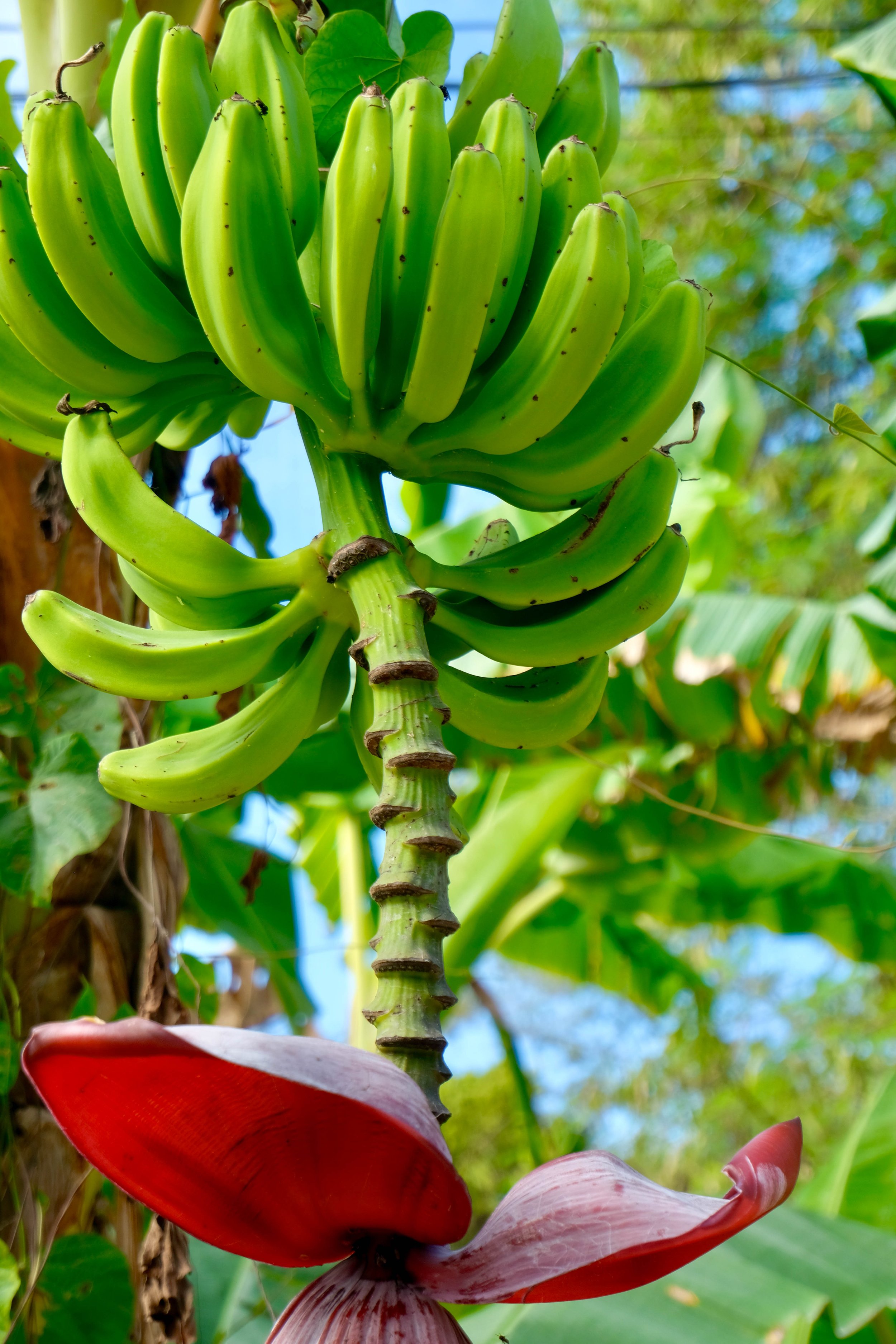 Green bananas and their purple flower, somewhere in Mexico. Again, colour gets me going.