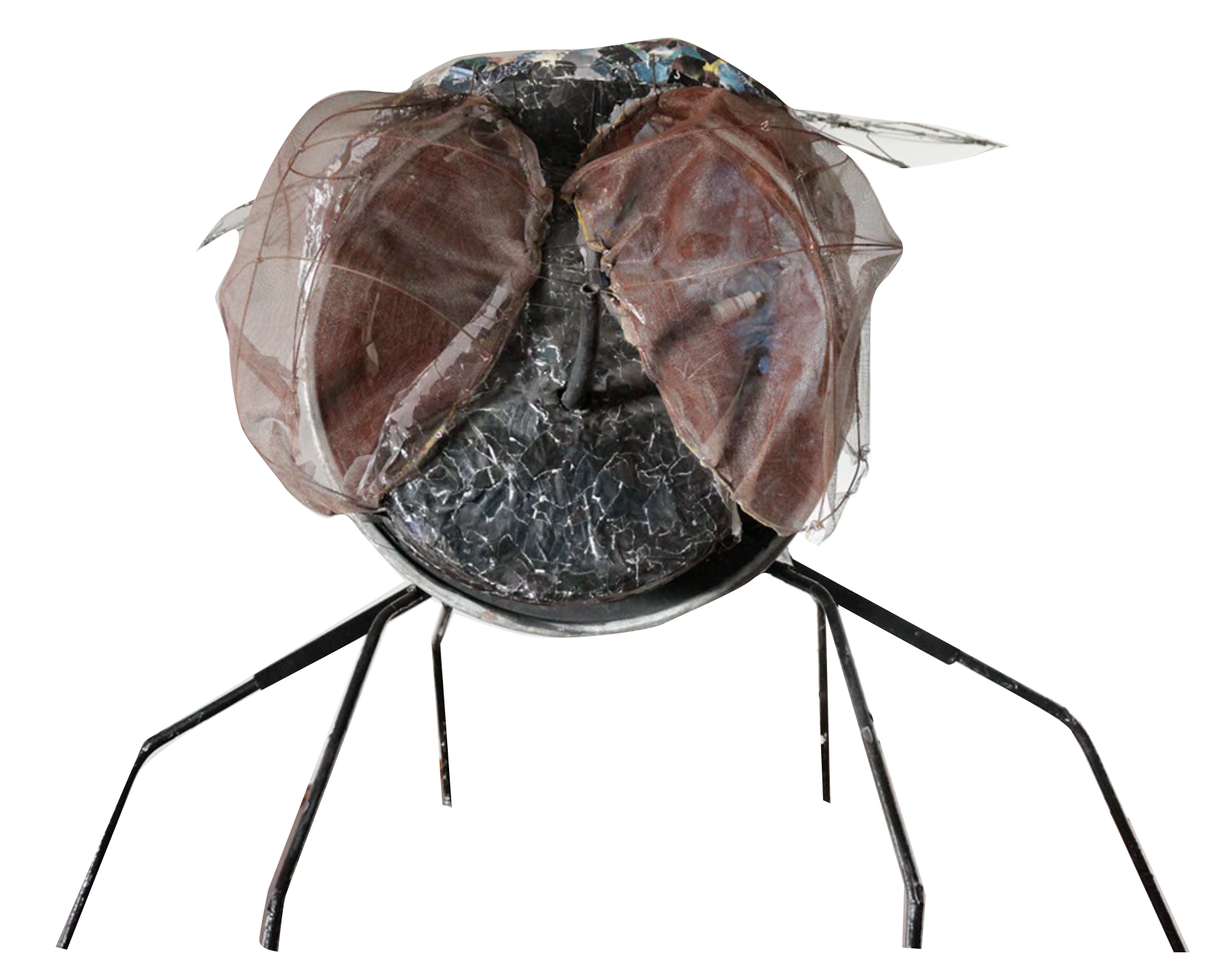 The Fly