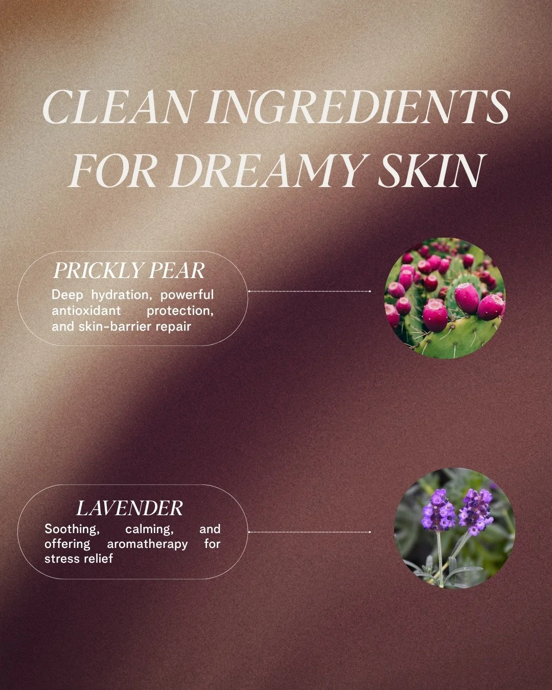 🔎 What&rsquo;s inside Regeily Body Oil?

Prickly Pear is rich in antioxidants and essential fatty acids that help nourish, hydrate, and support a healthy-looking skin barrier.

Lavender is known for its calming aroma, helping create a soothing, rela