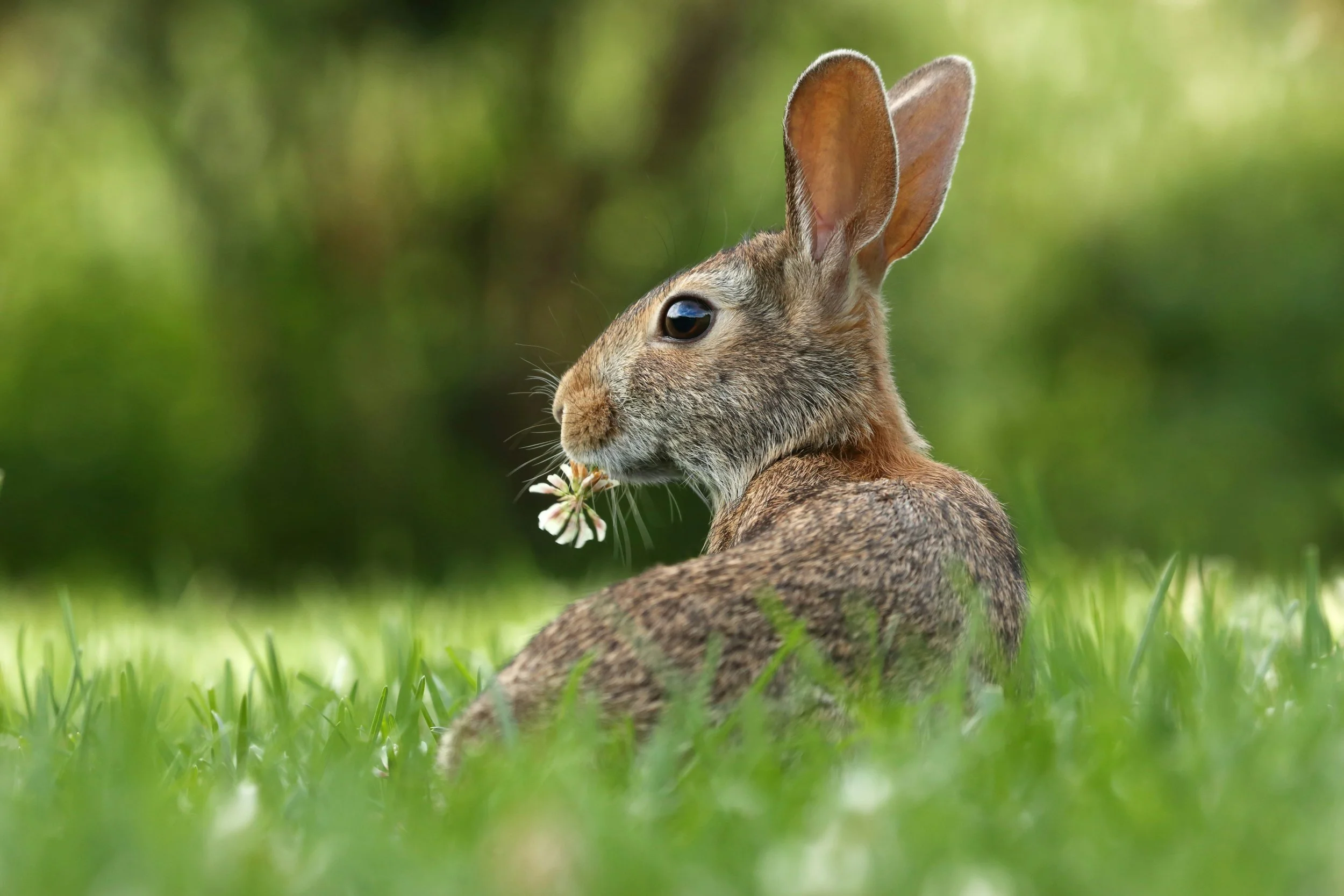 Rabbit rabbit