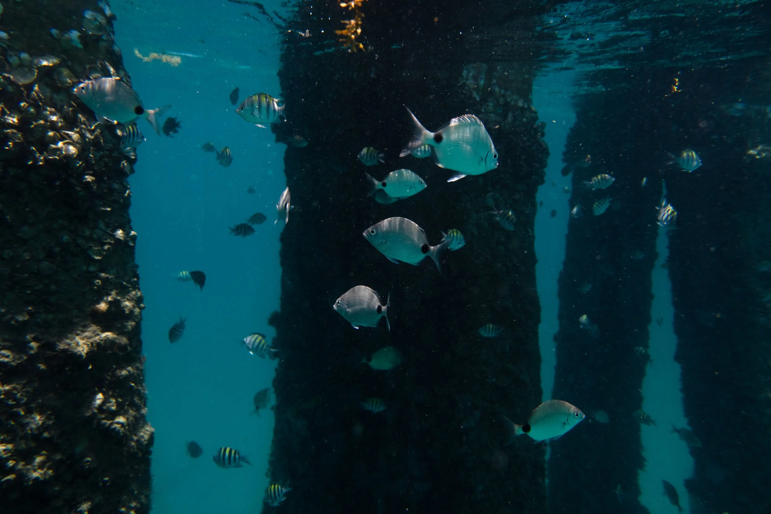 🎣 Fishing Friday at Jupiter Pointe Boat Club: What’s Biting This Week in Jupiter, FL