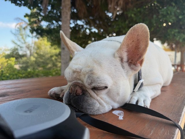 Jupiter Pointe Boat Club: The Perfect Pet-Friendly Boating Experience in South Florida 🐾🚤