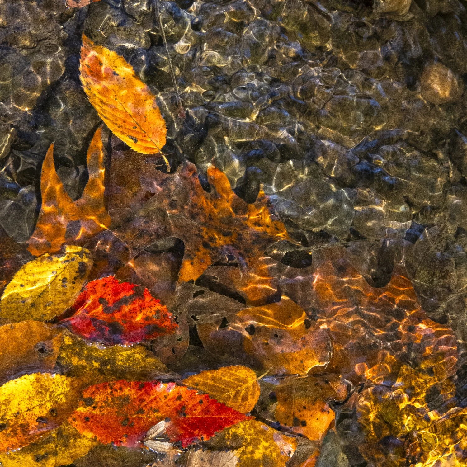 DSC_3306.jpg