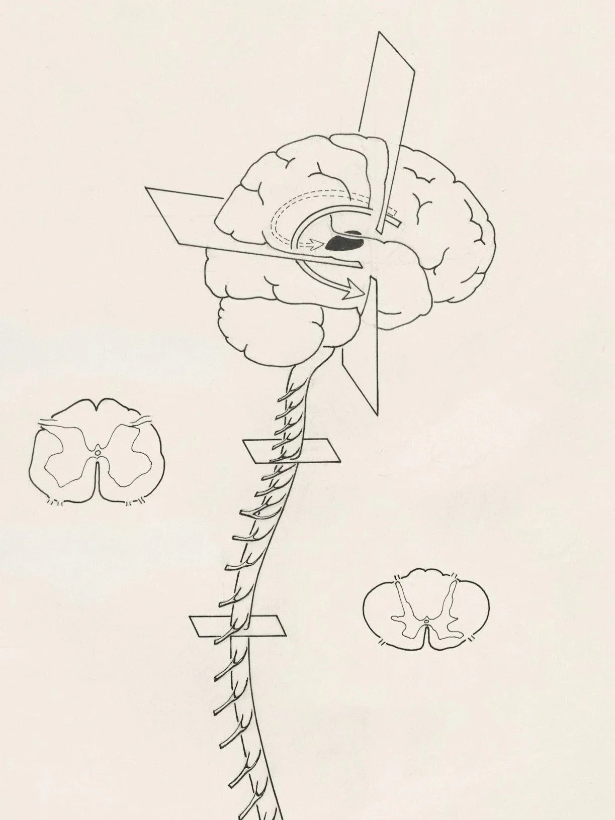 Why I Talk About the Nervous System So Much (As a Yoga Teacher)