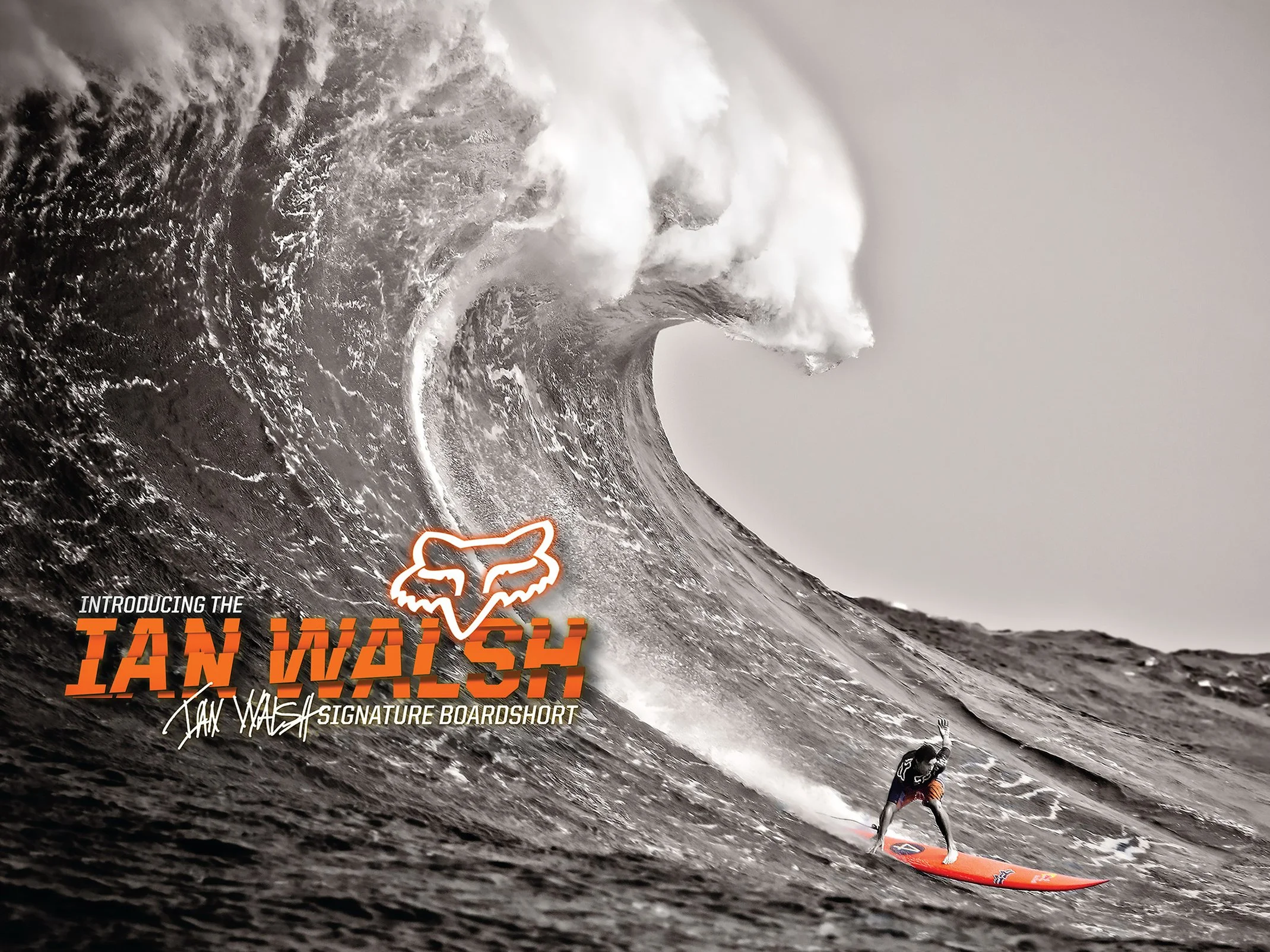 FOX_Surf_thumb_4_3.jpg