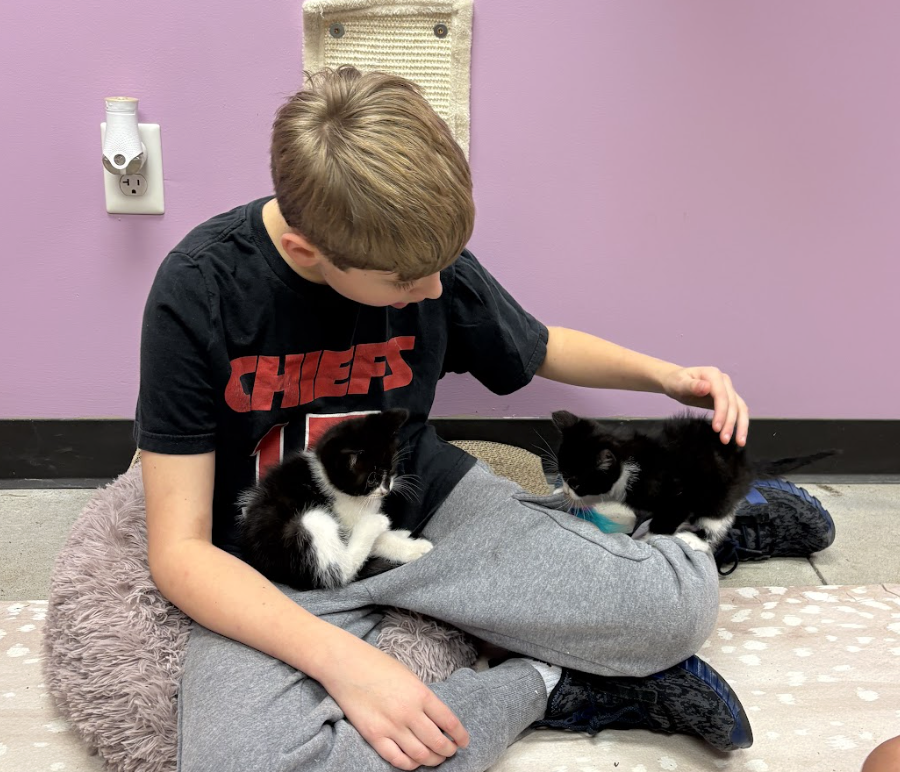 Why they go straight to the cat
